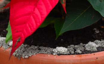 Terriccio della stella di Natale con presenza di muffa bianca