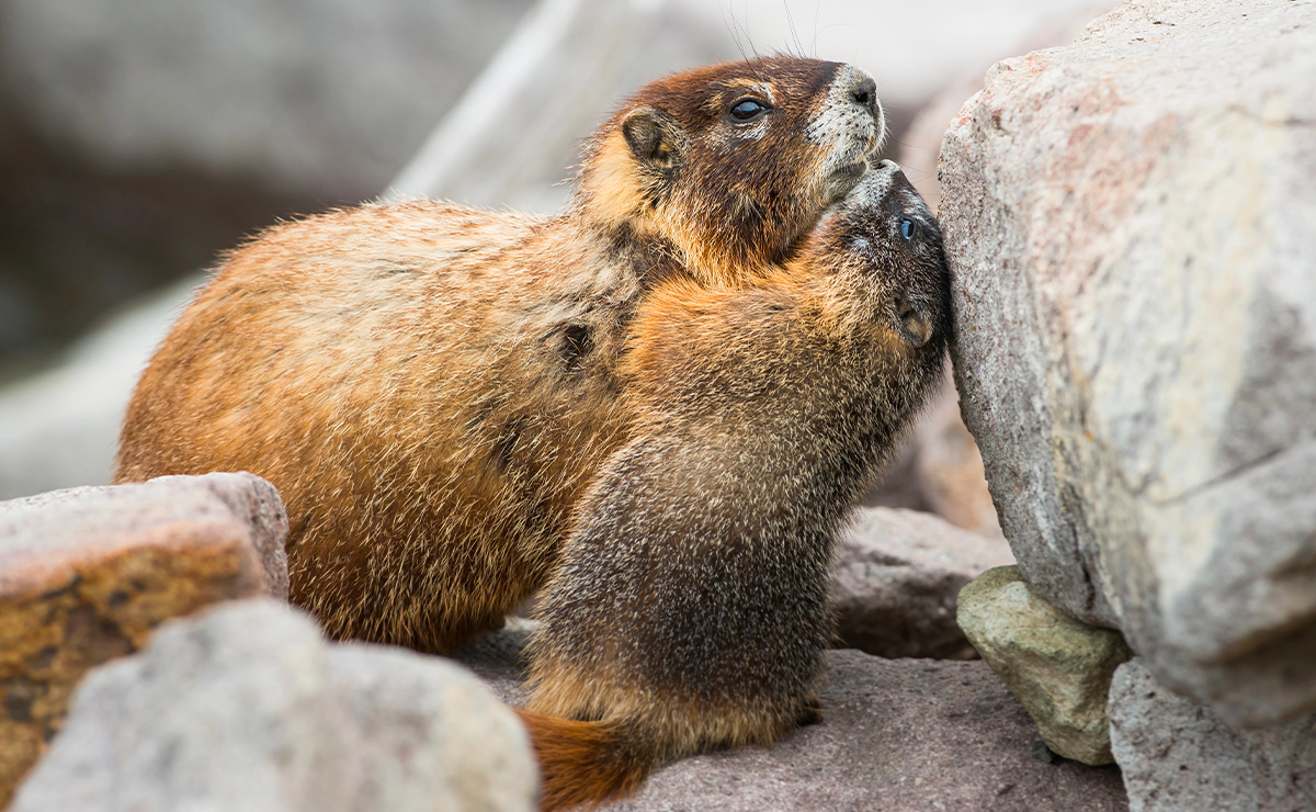 Due marmotte alpine appoggiate l’una all’altra tra le rocce