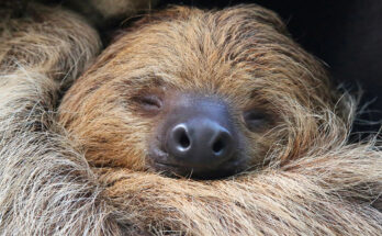 Bradipo sdraiato con occhi chiusi e muso in primo piano