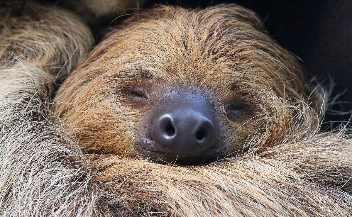 Bradipo sdraiato con occhi chiusi e muso in primo piano