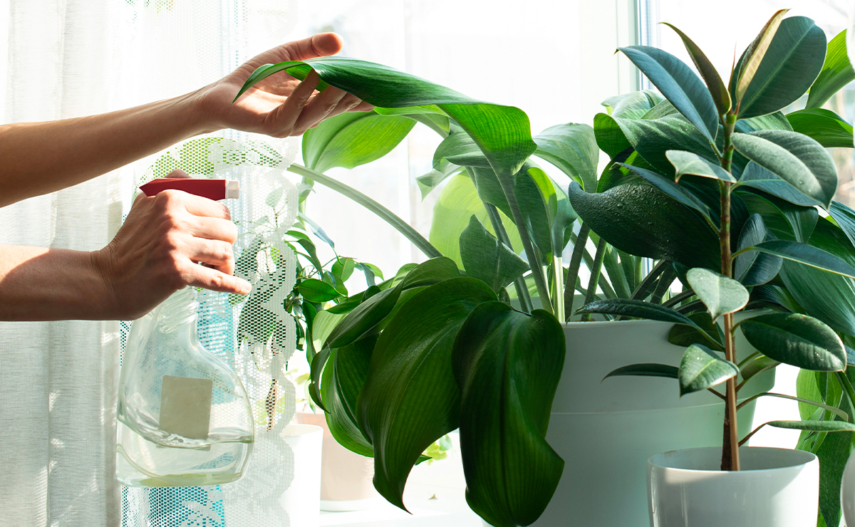 Mano che vaporizza acqua sulle foglie di piante da appartamento