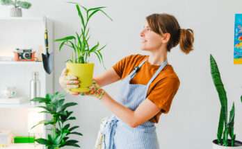 Donna che cura una pianta da interno in vaso giallo
