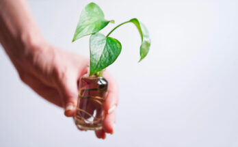 Talea di pothos coltivata in acqua