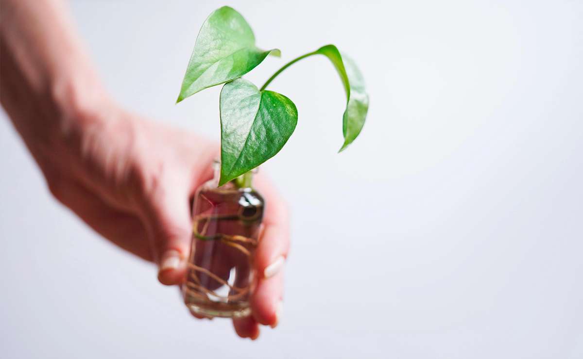 Talea di pothos coltivata in acqua