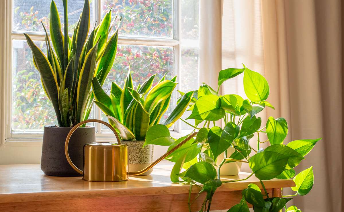 Piante da appartamento facili da curare su un davanzale luminoso
