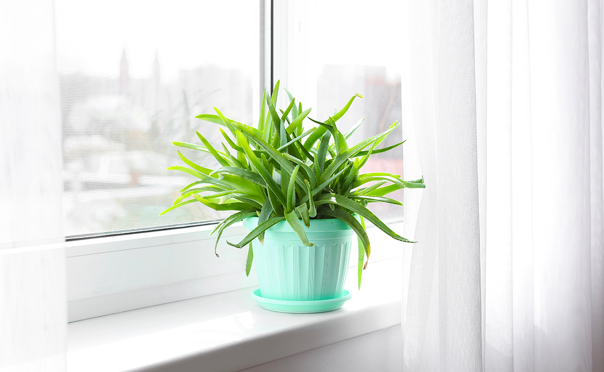 Aloe vera in vaso posizionata su un davanzale luminoso