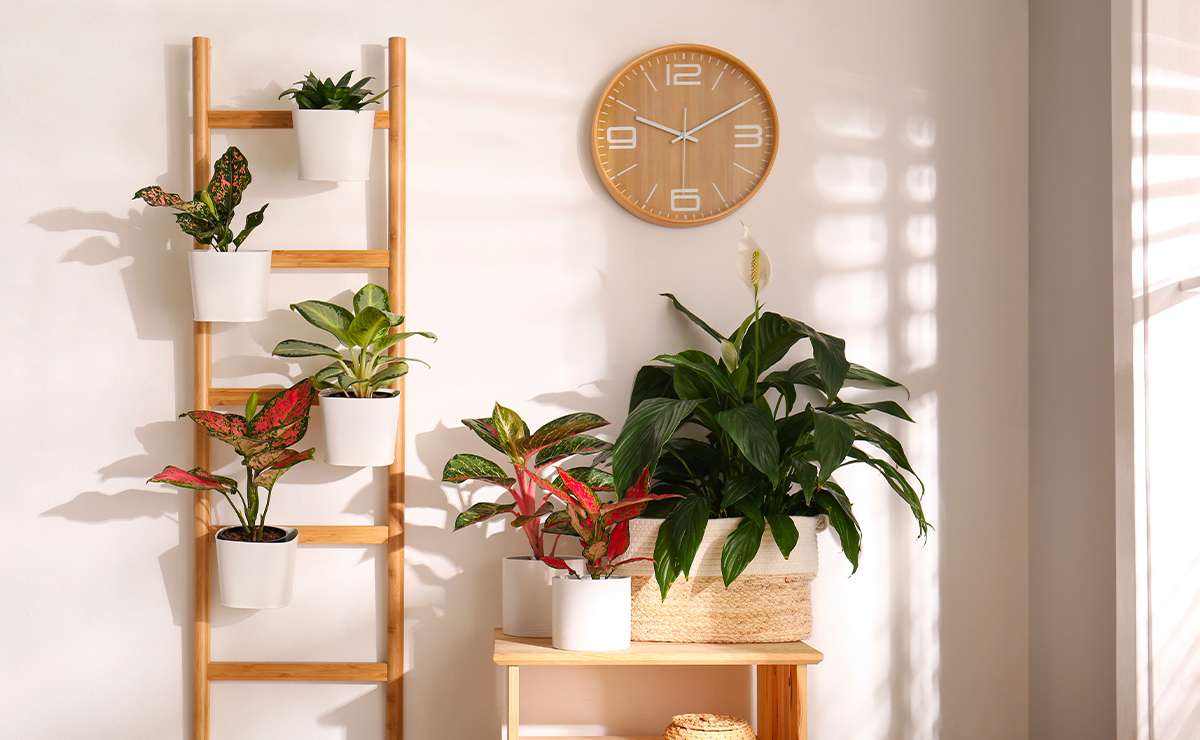 Piante da appartamento disposte su una scala