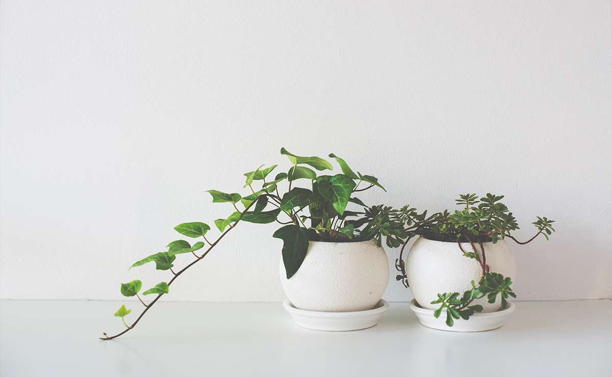 Piante da interno che crescono da sole in vaso, resistenti e facili da curare