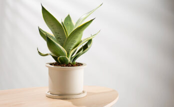 Pianta di sansevieria in vaso chiaro appoggiata su un tavolino