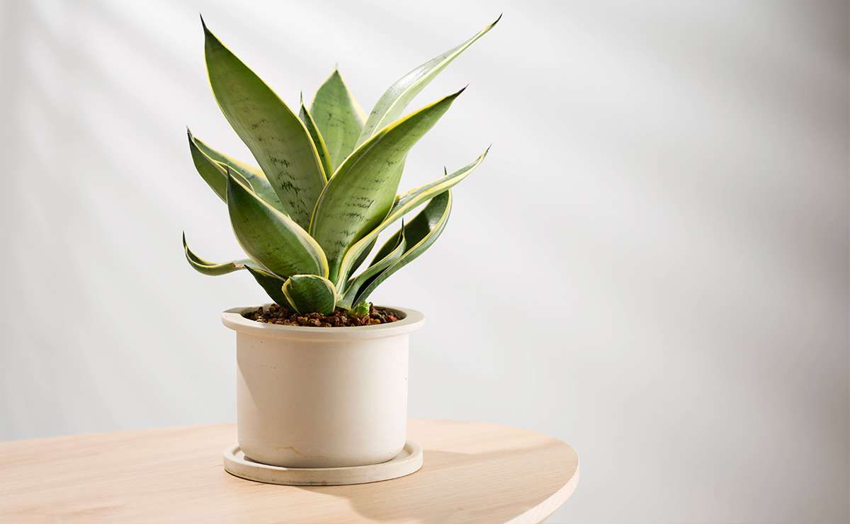 Pianta di sansevieria in vaso chiaro appoggiata su un tavolino