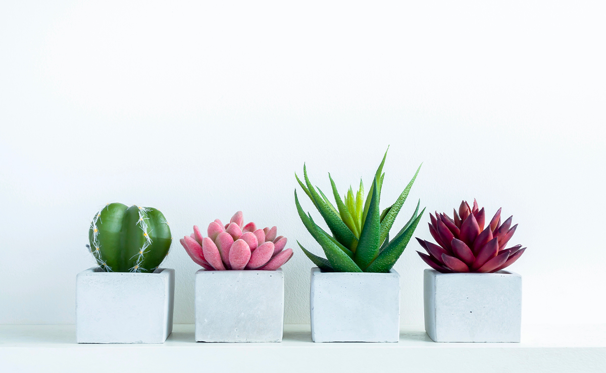 Quattro piante grasse da interno in piccoli vasi bianchi, disposte in fila 