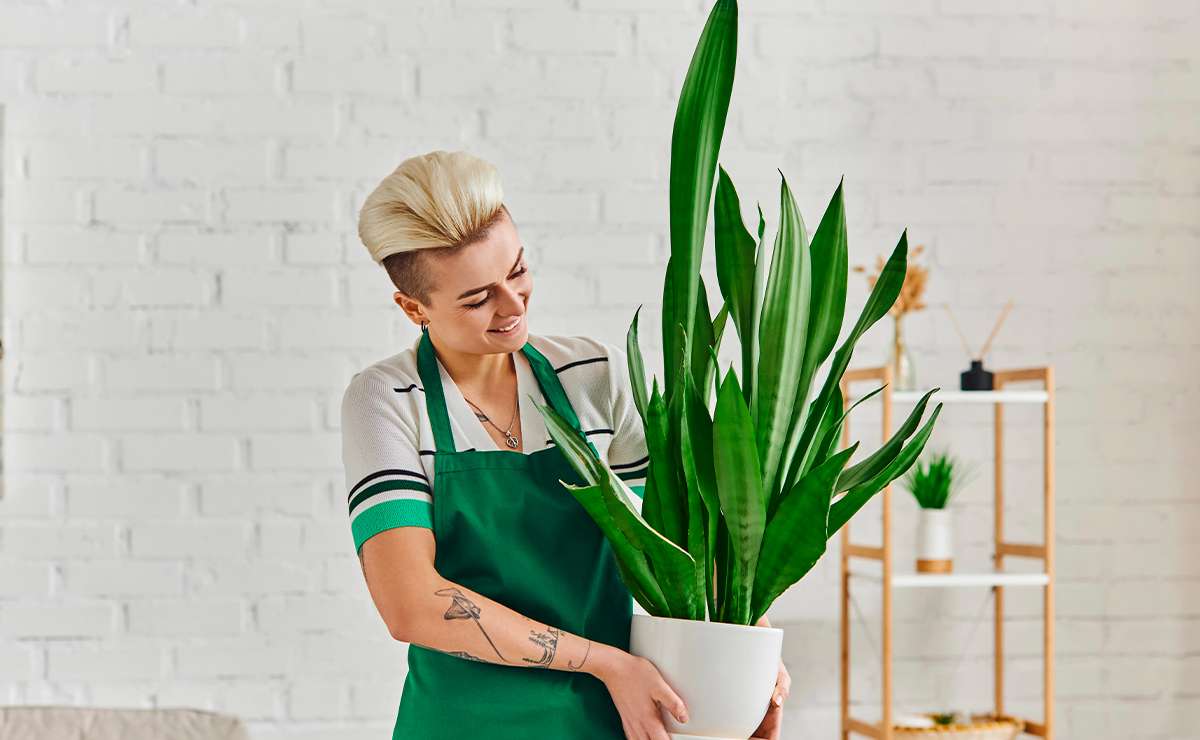 Persona che posiziona una sansevieria in vaso all’interno di un appartamento