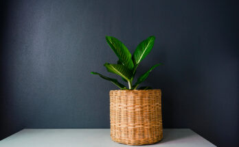 Pianta da appartamento in vaso intrecciato posizionata contro una parete scura