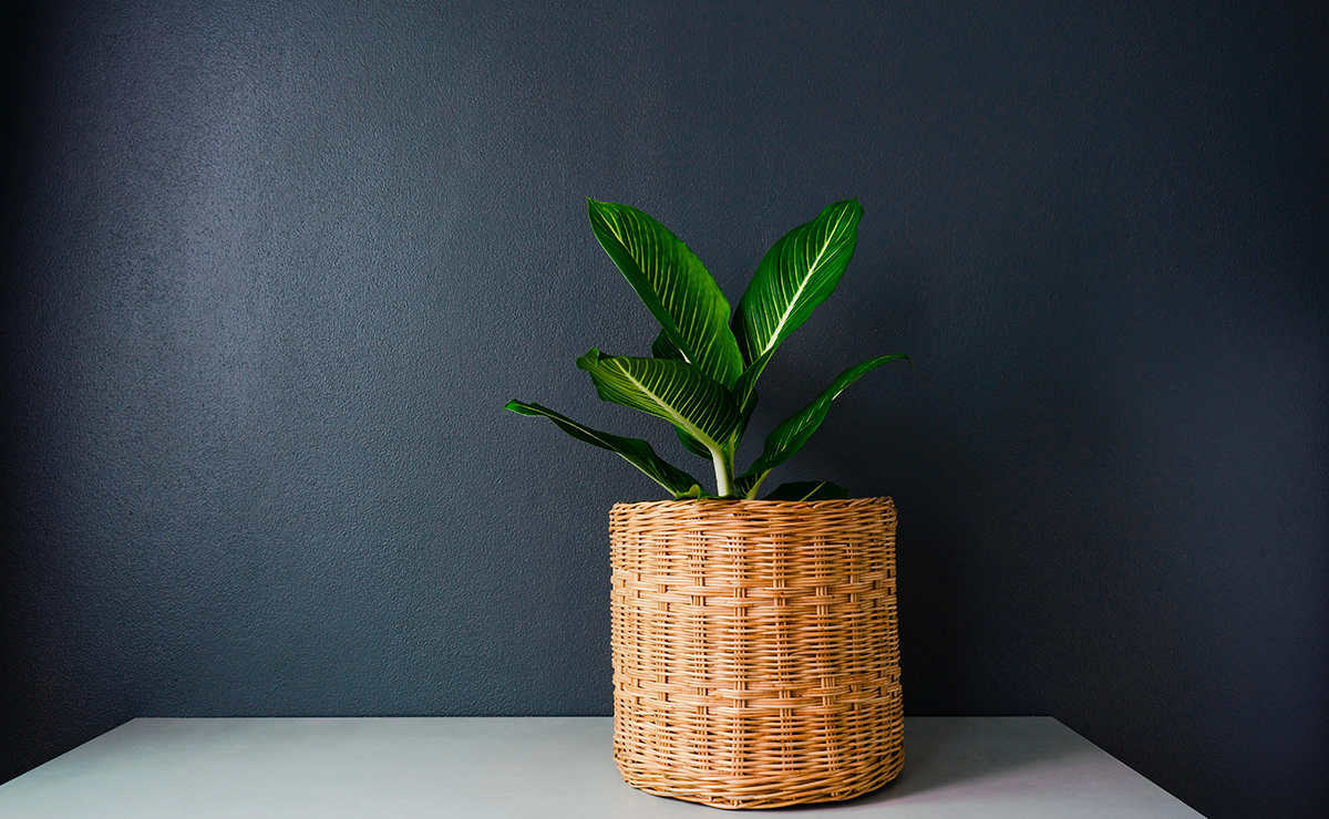Pianta da appartamento in vaso intrecciato posizionata contro una parete scura