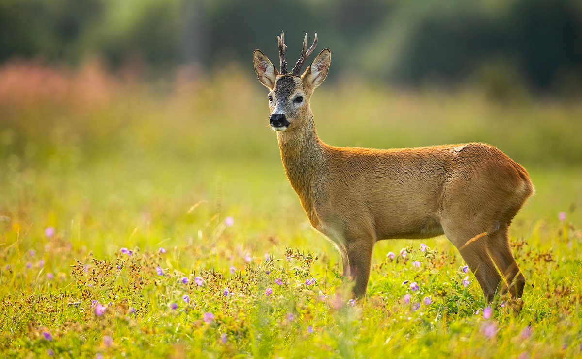 Capriolo maschio adulto con palco corto a tre punte