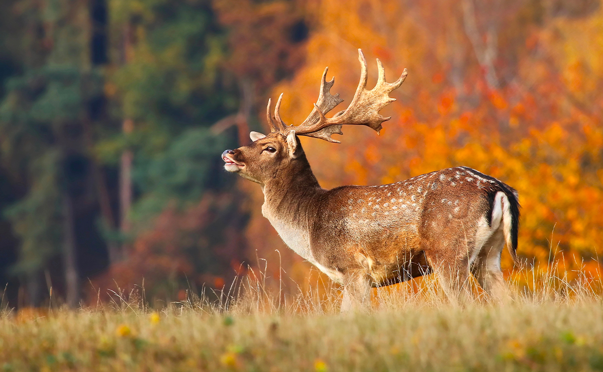 Daino maschio adulto con palco palmato e mantello maculato in ambiente boschivo autunnale