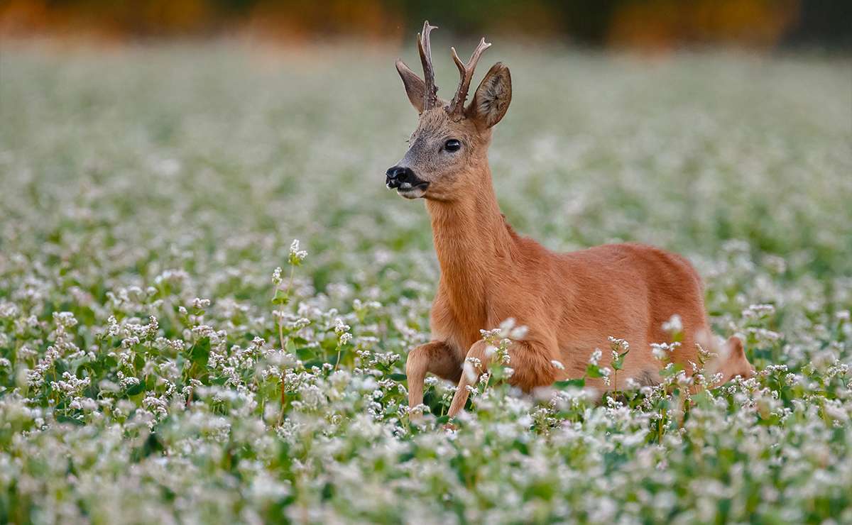 Capriolo maschio disteso in un prato fiorito con palco corto a tre punte