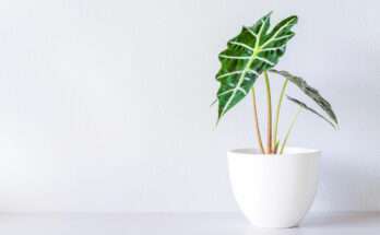 Pianta di Alocasia Polly in vaso di ceramica