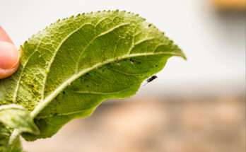 Foglia infestata da afidi