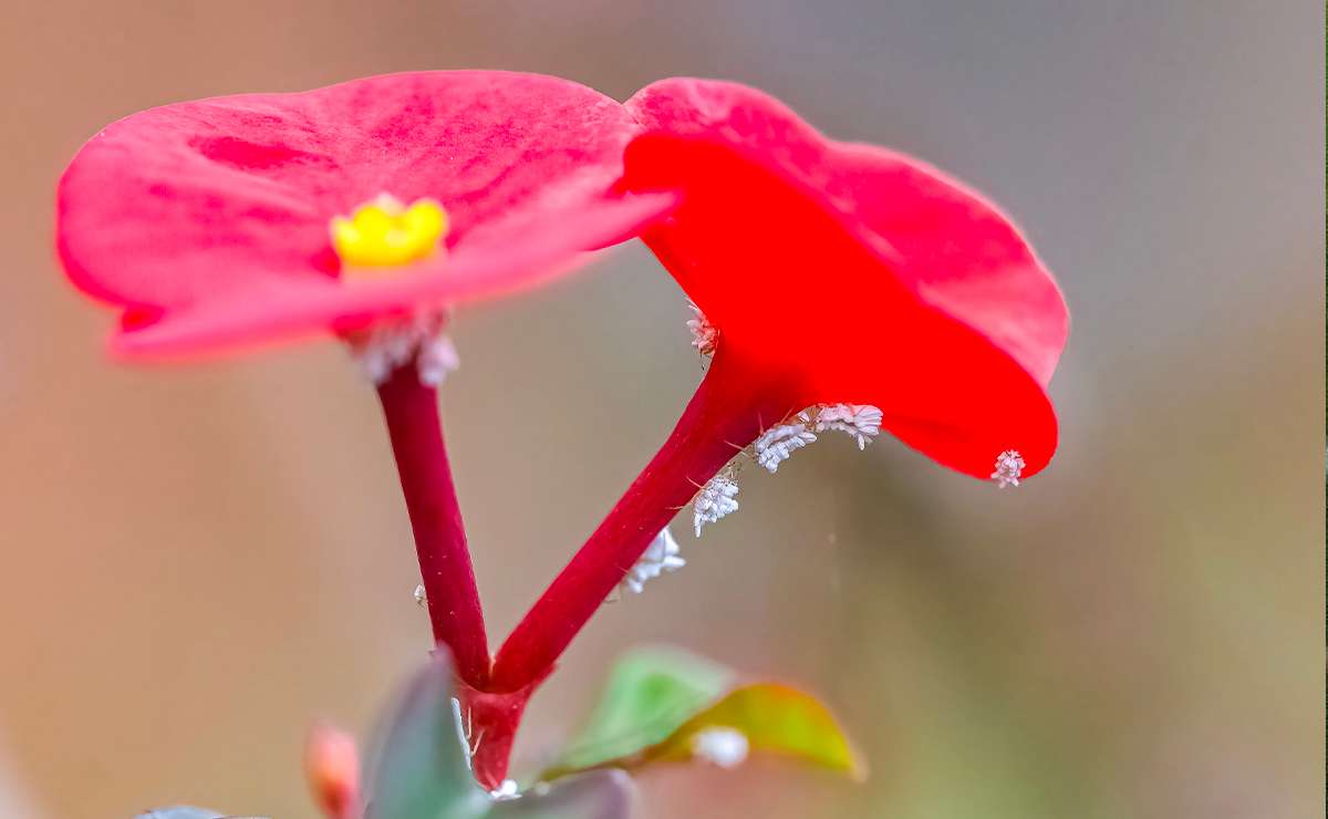 Cocciniglia sulle piante? Come riconoscerla, eliminarla con rimedi naturali e prevenirne il ritorno per proteggere il verde domestico e ornamentale.