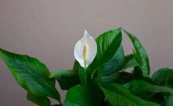 Spatifillo con fiore bianco e foglie verdi lucide