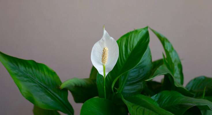 Spatifillo con fiore bianco e foglie verdi lucide