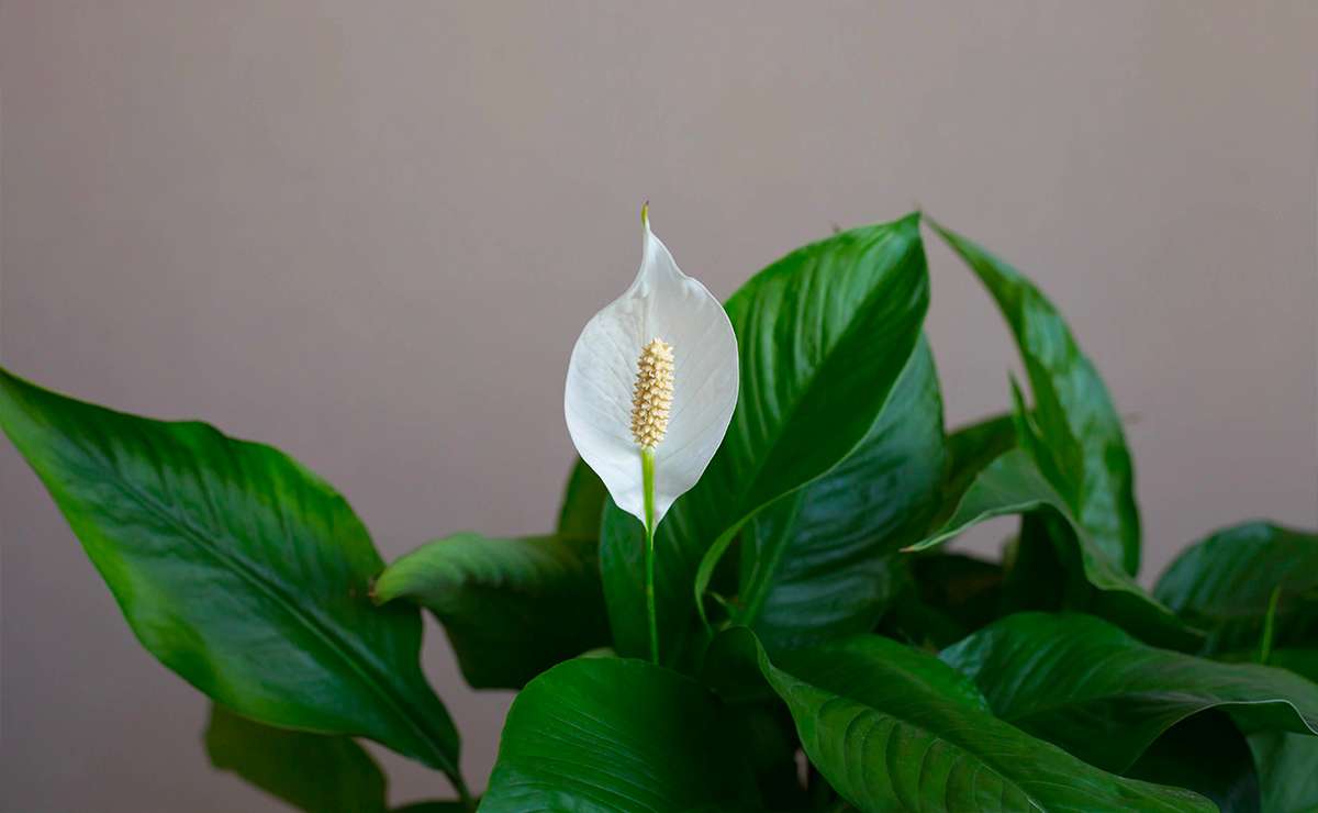 Spatifillo con fiore bianco e foglie verdi lucide