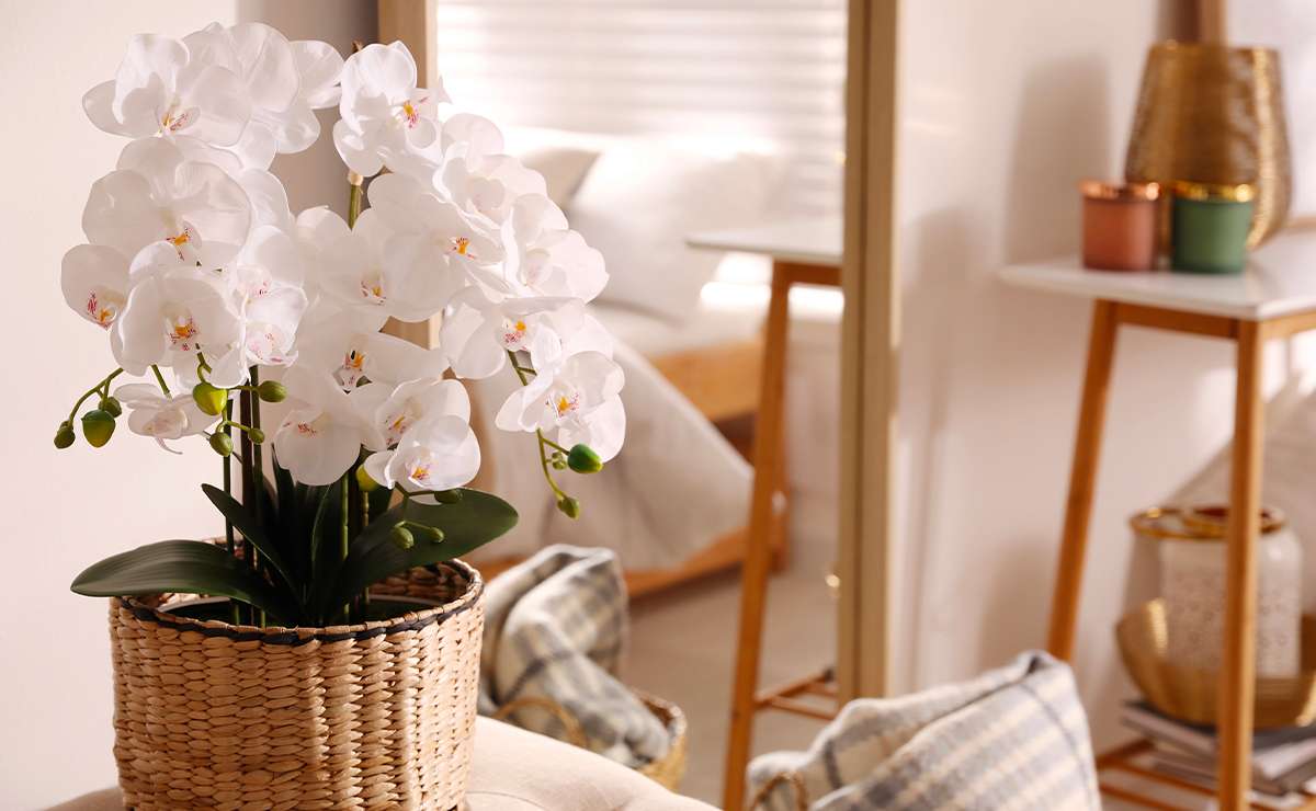 Orchidea bianca in fiore in un vaso intrecciato, posizionata in un salotto