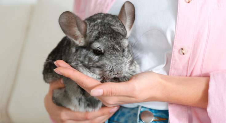 Cincillà domestico grigio tenuto tra le mani di una donna
