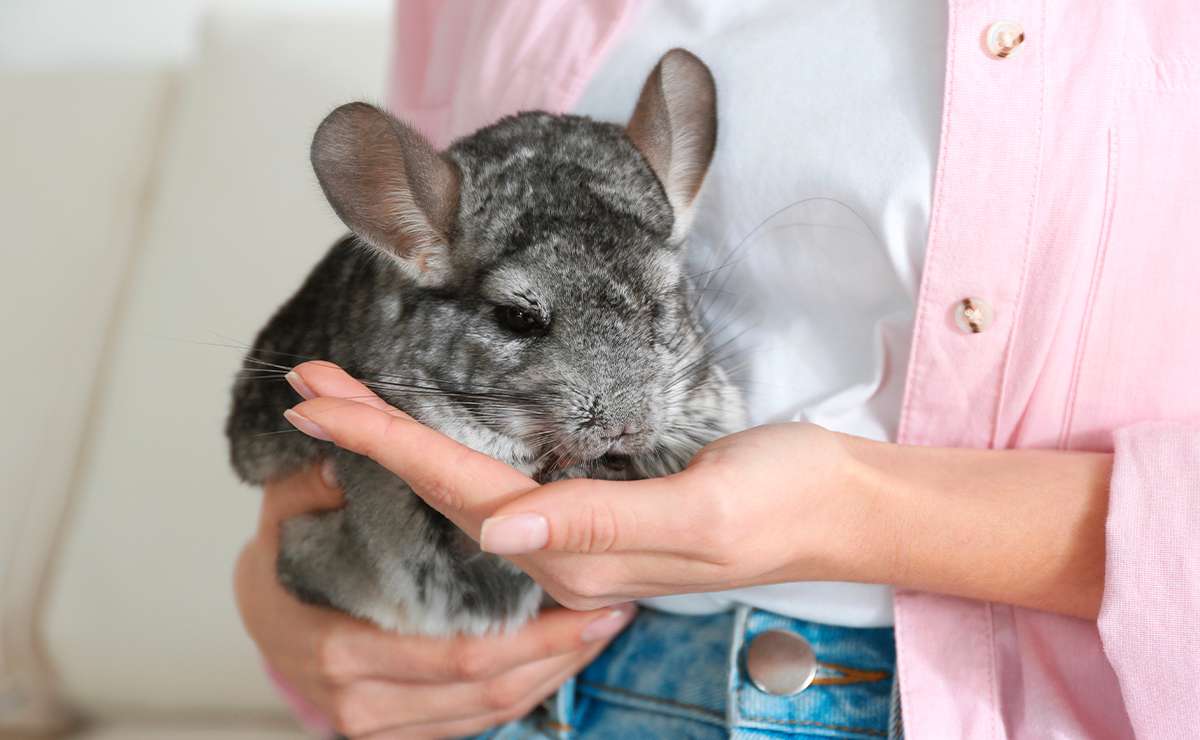 Cincillà domestico grigio tenuto tra le mani di una donna