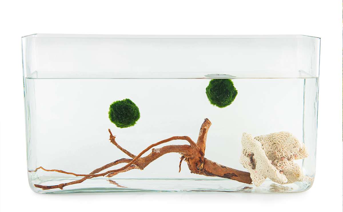 Due Marimo sospesi in un acquario minimal con acqua dolce, legno decorativo e corallo bianco
