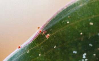 Primo piano di foglia infestata da ragnetto rosso, con acari visibili lungo il bordo