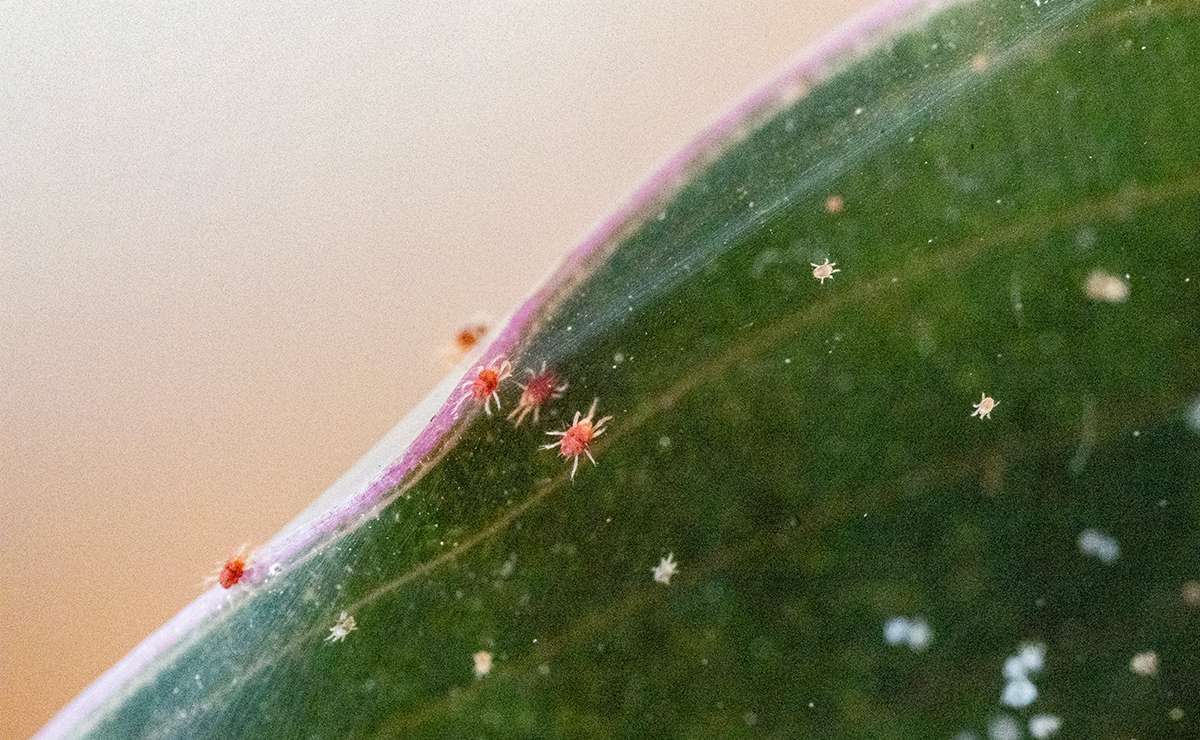 Primo piano di foglia infestata da ragnetto rosso, con acari visibili lungo il bordo