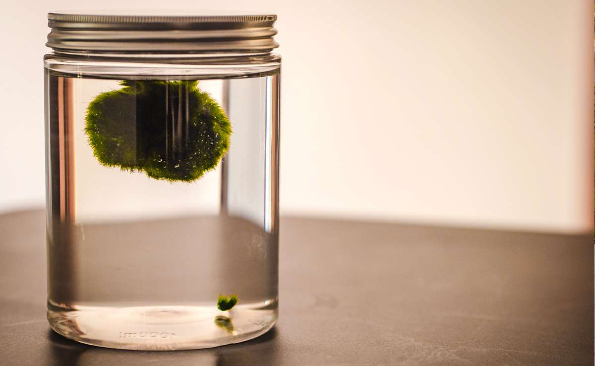 Marimo sferico in barattolo di vetro con acqua dolce