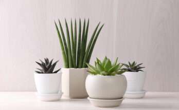 Composizione di piante grasse da appartamento in vasi bianchi decorativi