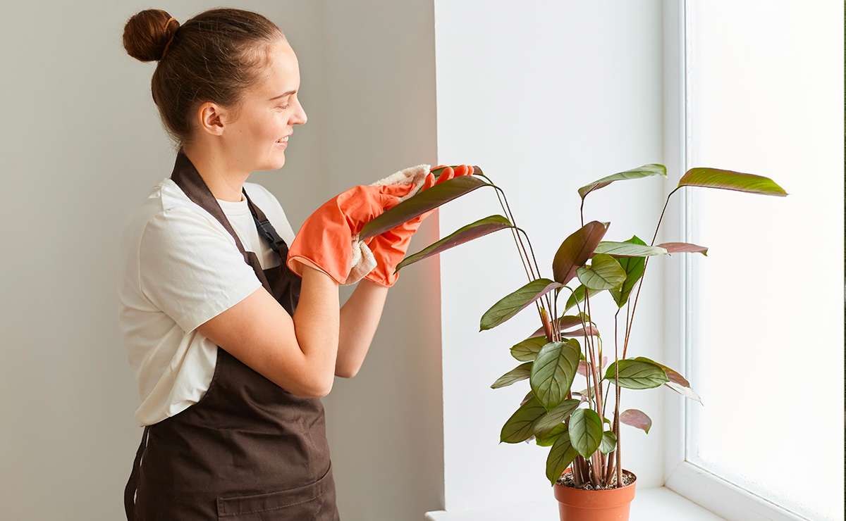 Donna con guanti arancioni pulisce le foglie di una pianta in vaso vicino alla finestra