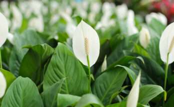 Spatifillo con fiori bianchi e foglie verdi lucide in primo piano
