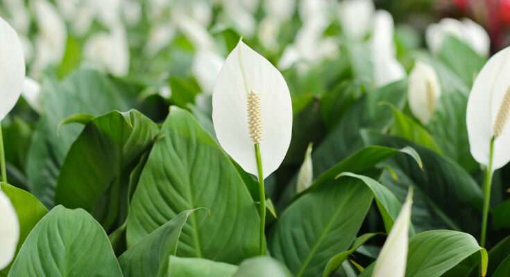 Spatifillo con fiori bianchi e foglie verdi lucide in primo piano